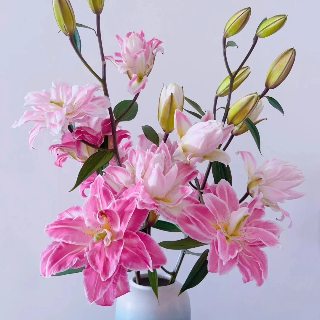 【源头优选】莲花之境 重瓣百合任意两单升级顺丰冷链或德邦快递