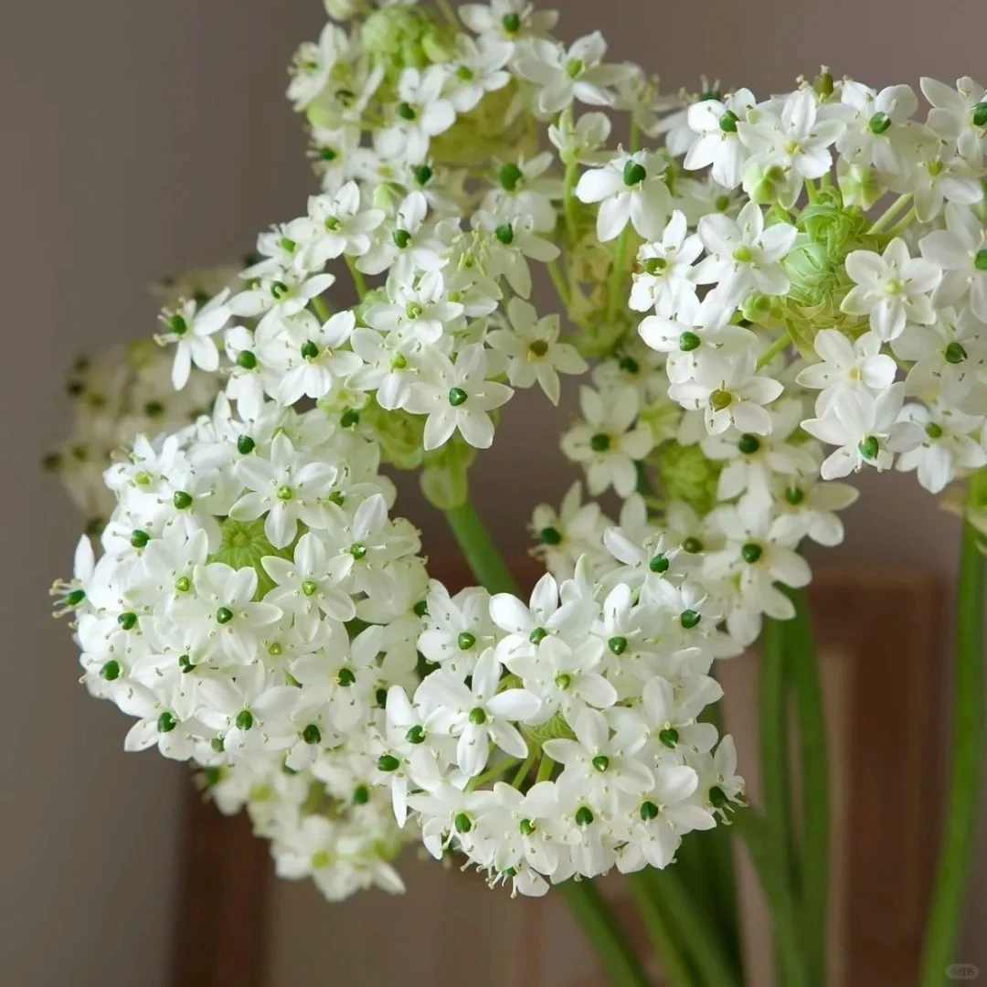 【源头优选】天鹅绒 任意两单花材升级顺丰冷链或德邦快递