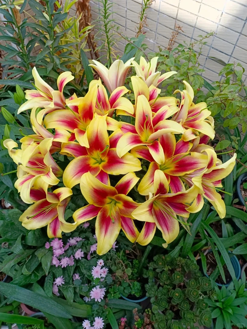 【源头优选】双色球香水百合 任意2单鲜花包邮 发货后不支持退款