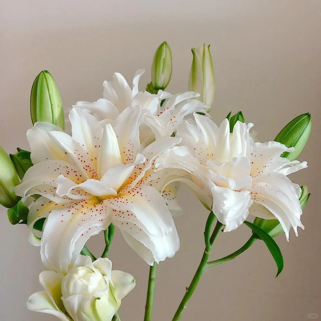 【源头优选】白拉菲重瓣百合任意两单升级顺丰冷链或德邦快递