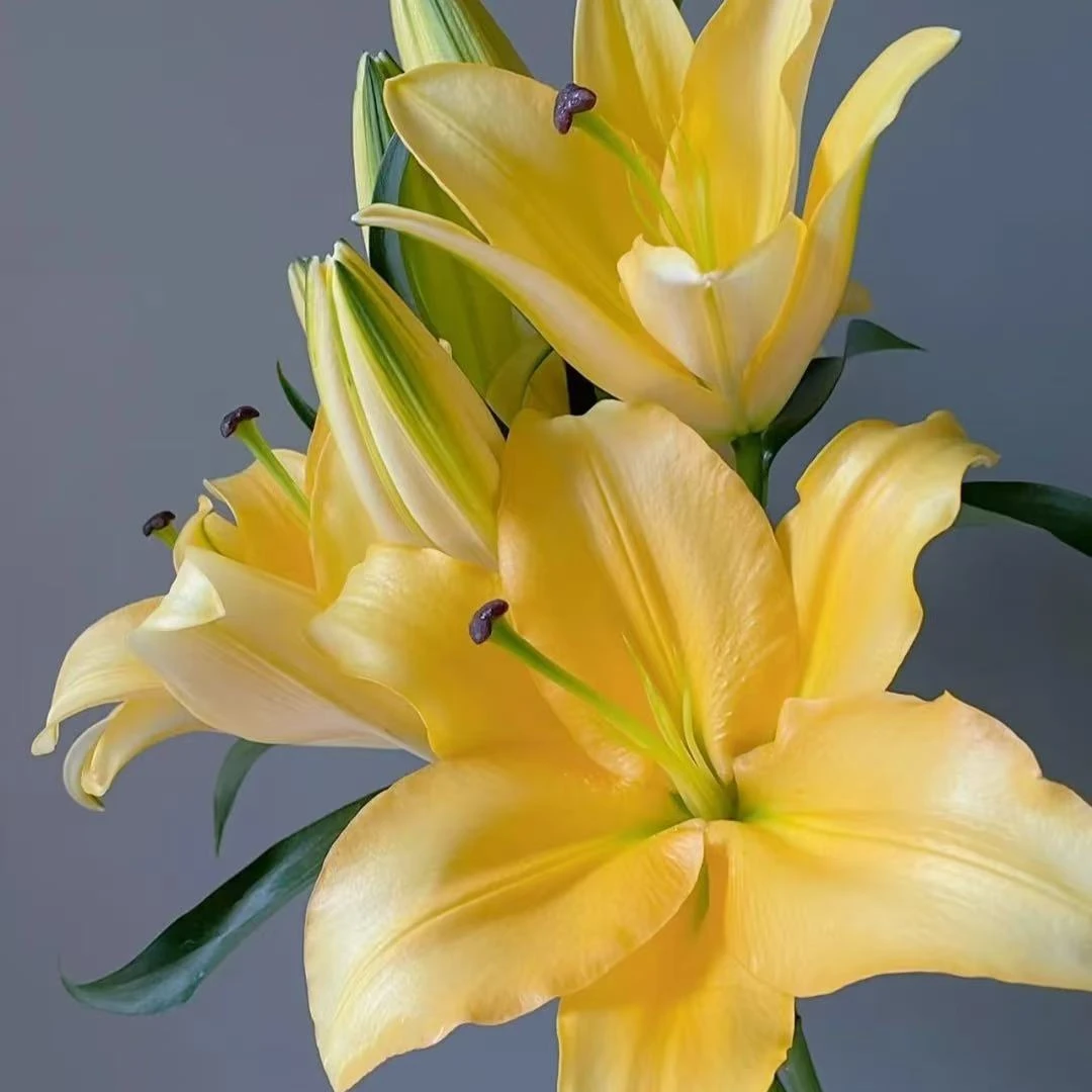 【源头优选】黄色闪光 香水百合 任意两单升级顺丰冷链或德邦快递