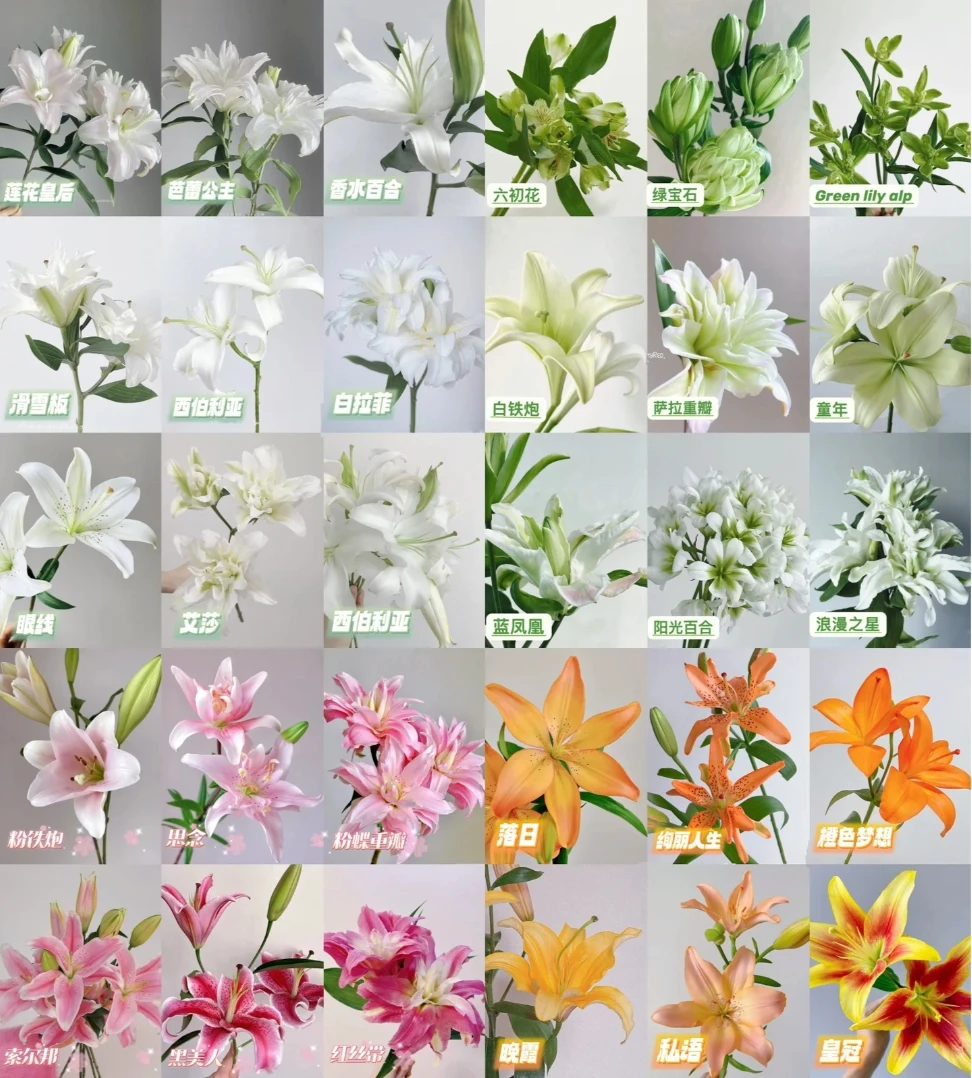 【大聪明卖花】特价香水百合 任意两单花材顺丰/京东/德邦快递