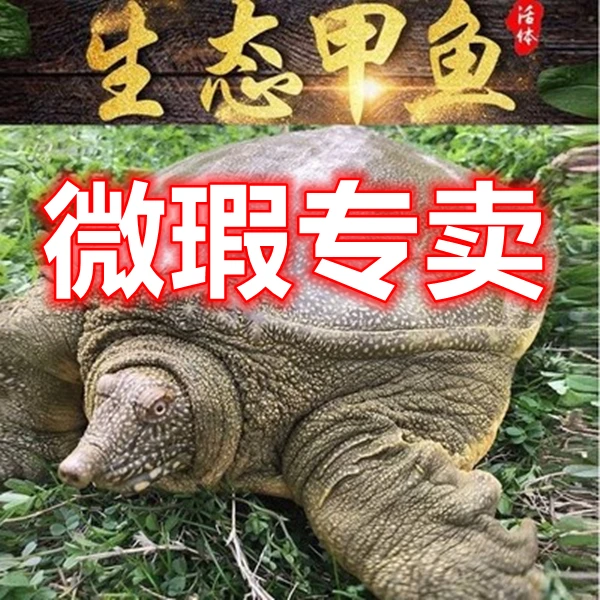 【微瑕专卖】母甲鱼正宗外塘放养中华老鳖鲜活食用水团鱼王八