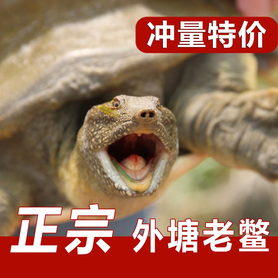 【29新人尝鲜】甲鱼散养900天中华老鳖鲜活食用水团鱼王八包邮