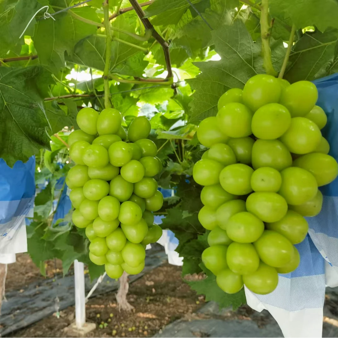 阳光玫瑰新鲜优质整箱顺丰包邮新鲜到家