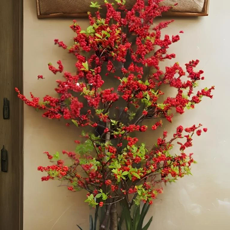 北美冬青盆栽地栽欧洲红果冬青盆景耐寒植物年宵花高品质优质绿植