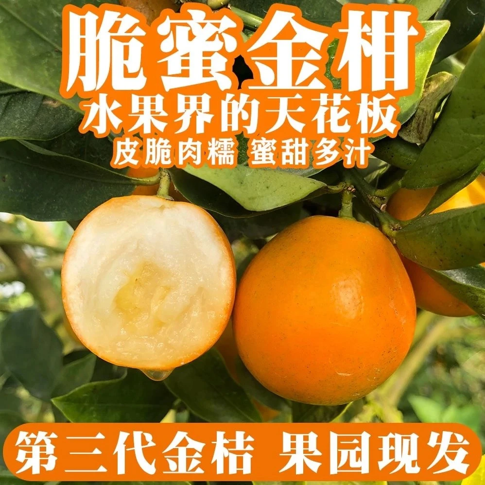 第三代正宗脆蜜金柑广西融安脆蜜金桔新鲜水果纯甜无籽果王礼盒装