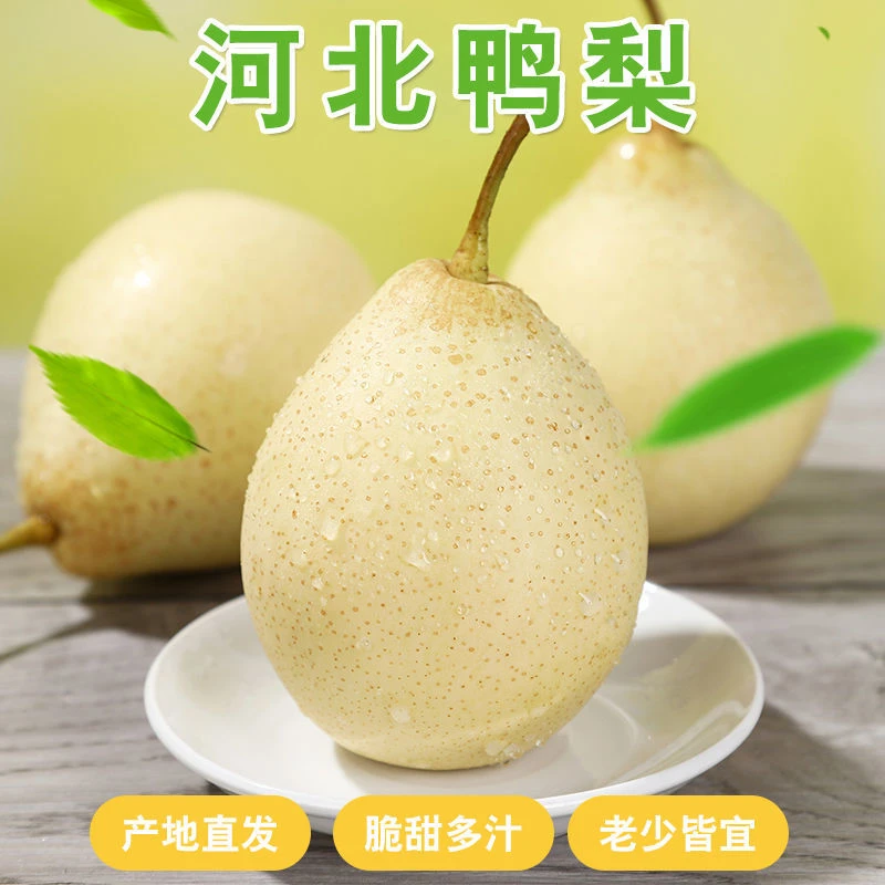 河北鸭梨水晶梨4.5斤装口感酸甜多汁C