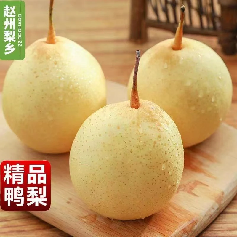 【鸭梨香甜可口】河北正宗水晶梨酥脆多汁晋州鸭梨4.5/3斤整箱批发1