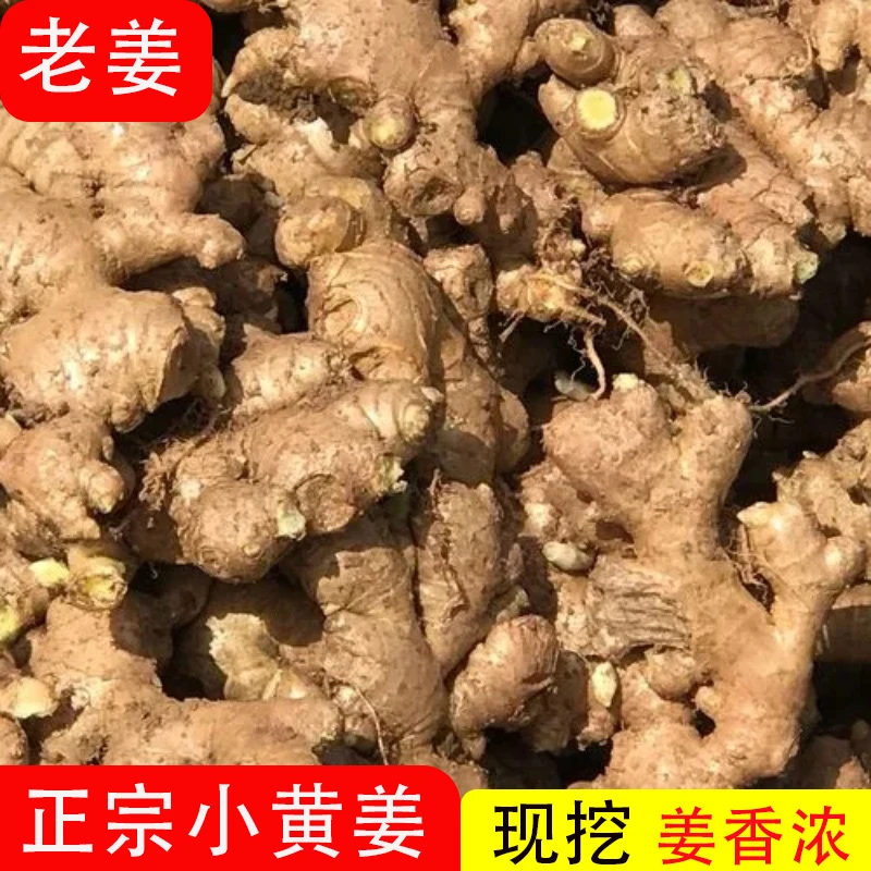 【原产地现挖现发】老姜生姜现挖新鲜生姜批发小黄姜老姜月子批发