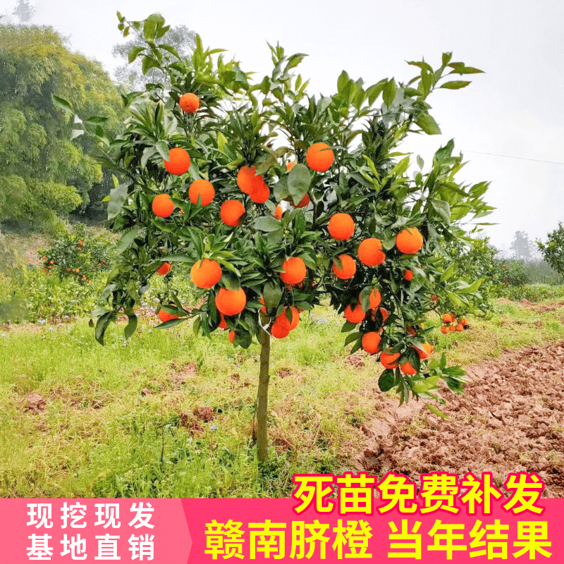 江西赣南脐橙苗嫁接纽荷尔橙子苗脐橙树苗果树苗地栽苗当年结果