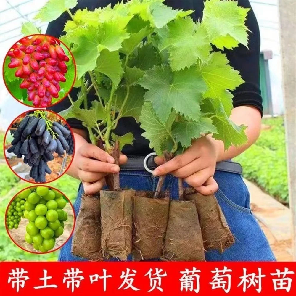阳光玫瑰北方耐寒葡萄树苖南方种植庭院爬藤大苗明年结果葡萄树苗