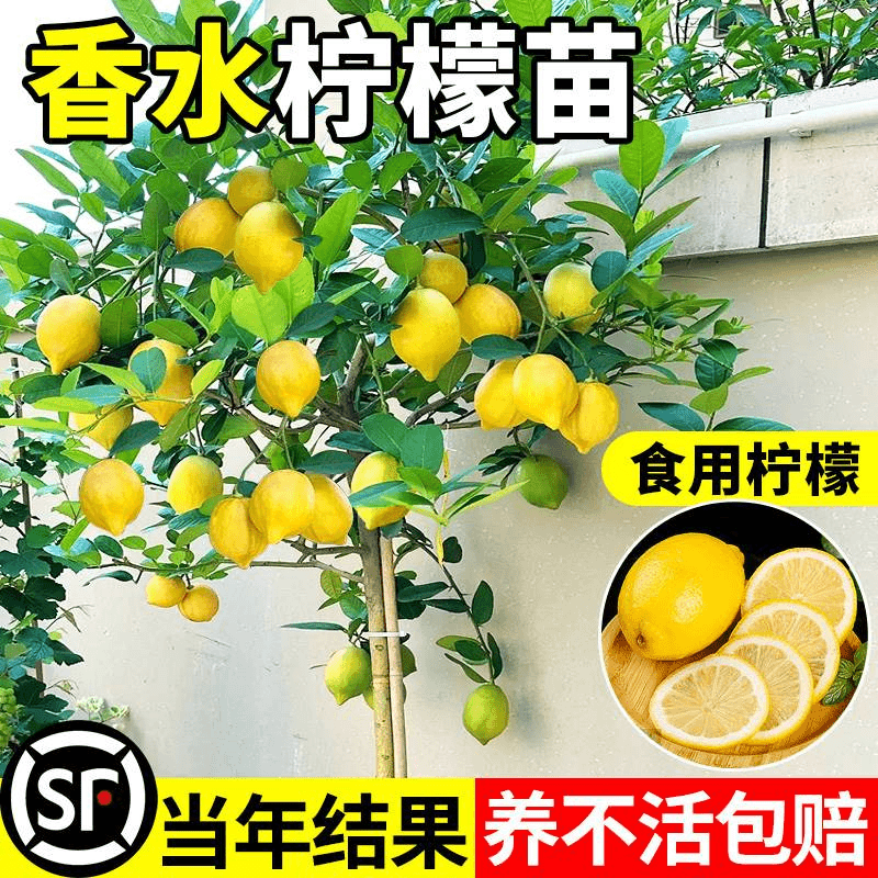 嫁接香水柠檬树苗正宗广东台湾苗无籽柠檬盆栽四季南北方当年结果