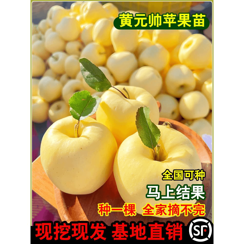 黄元帅苹果树苗嫁接苹果苗盆栽地栽阳台庭院南方北方当年结果高产