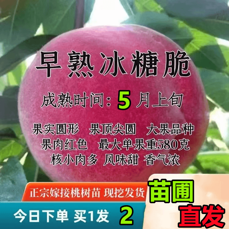 早熟冰糖脆桃树果苗 新品种嫁接桃树苗大红色桃苗 毛桃树苗南方种