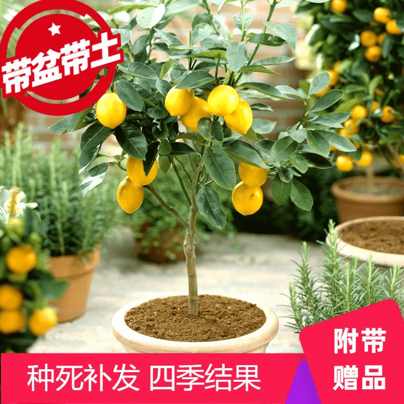 香水柠檬树苗盆栽带果室内阳台结果无籽四季柠檬苗食用柠檬树果苗