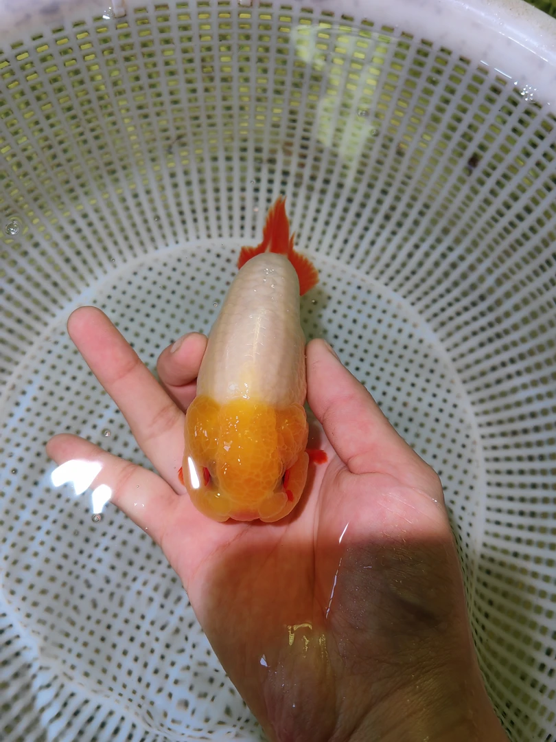 兰寿观赏鱼金鱼（开箱记得拍摄开箱视频无开箱不售后