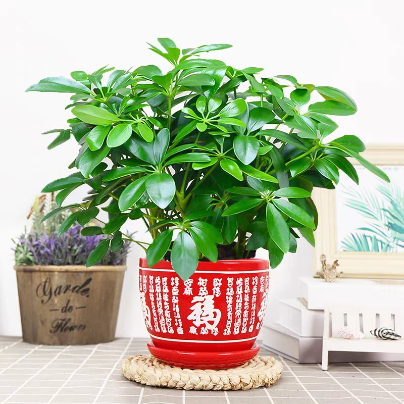 中国风陶瓷花盆带托盘养生创意简约多肉植物花盆多肉花盆插花盆栽