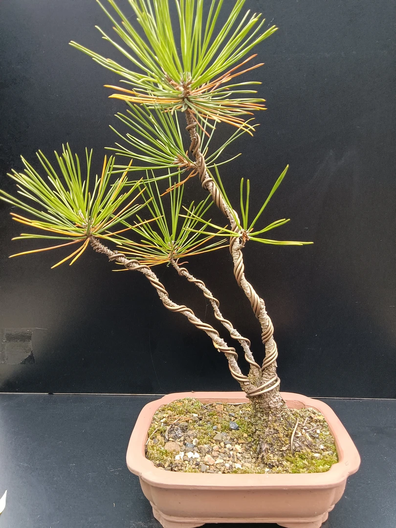 乌饭树，碧松园盆景园