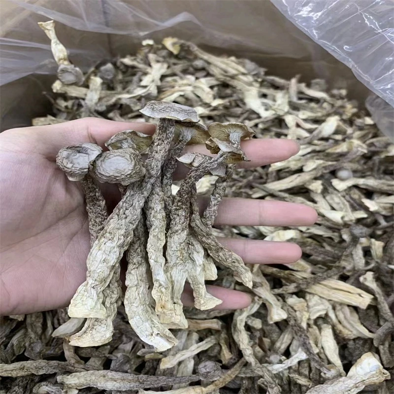 鹿荣菇 云南深山脆脆菇 食用菌子菇50克100克250克/500克