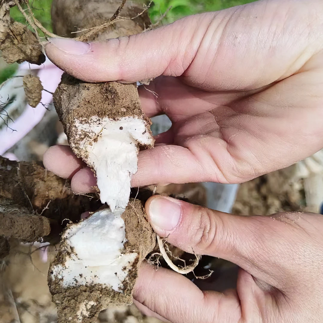 （红猫专属）农家自种现挖粉葛、生晒葛根粉（从化特产）京东包邮