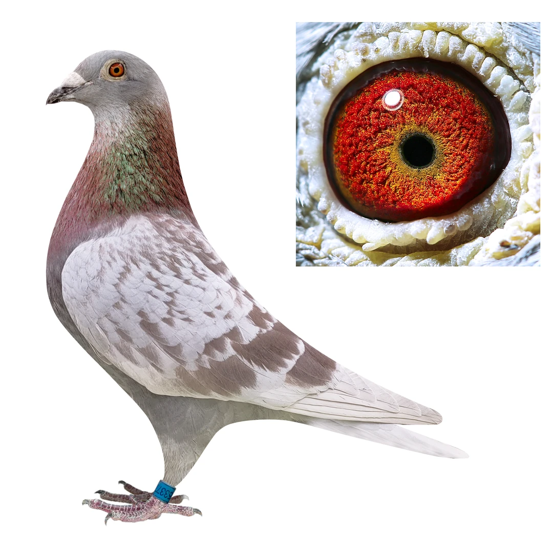 鸽子信鸽公棚鸽子种鸽天落鸟