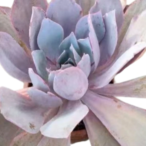 晚霞 新手好看好养 多肉植物室内带土上盆种植小苗