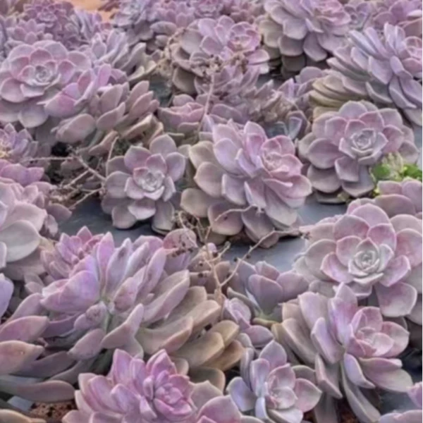 地栽紫乐25公分好看好养 多肉植物室内带土上盆种植小苗