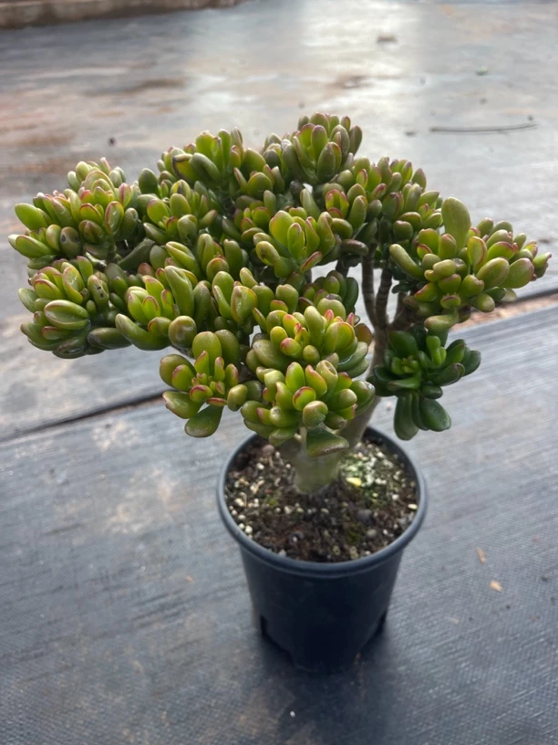 集美开网YG独杆招米猫1加仑#多肉植物发货进口种植售后下单地区拍