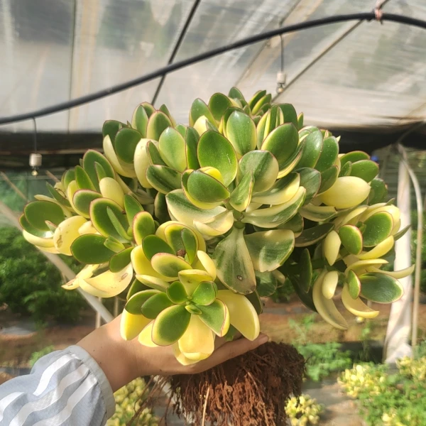 新花月锦120杯  多肉植物发货进口种植售后下单地区拍下订