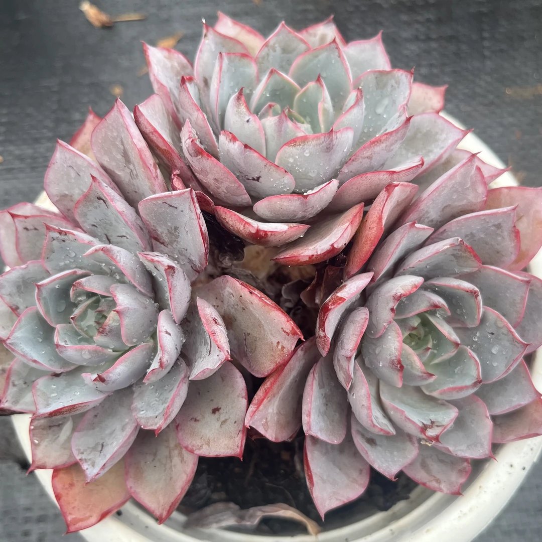 开心集美老桩赫拉160#多肉植物发货进口种植售后地区下单拍下