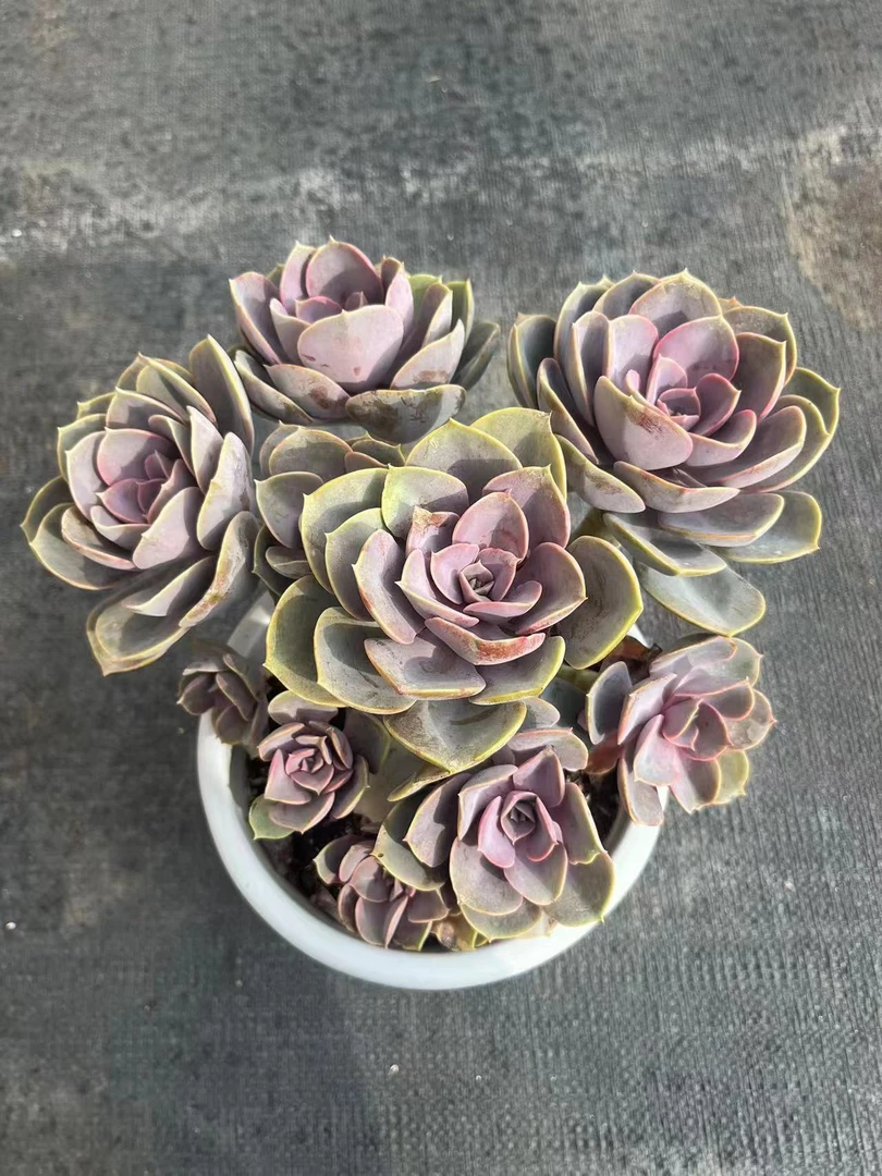 开网集美紫珍珠180#多肉植物发货进口种植售后下单拍下地区