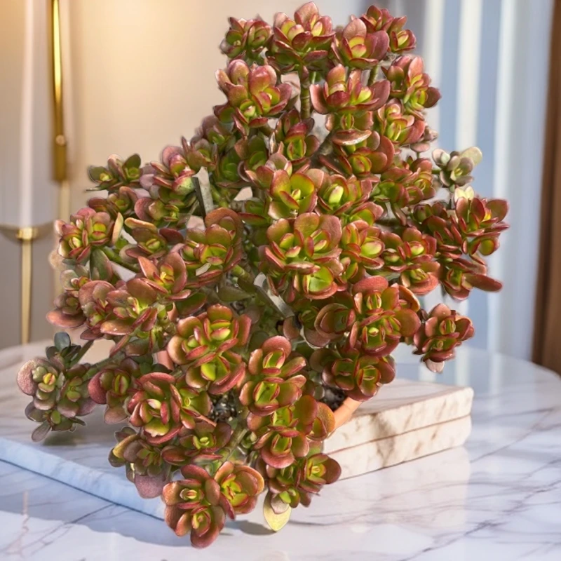 集美开网YG姬红花月2加仑多肉植物发货进口种植售后下单地区拍下