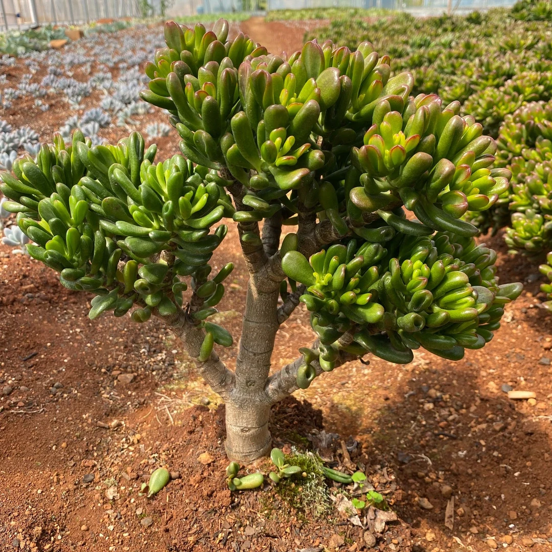 三旬地栽大号招财猫 老桩新手好养进口多肉植物溯源基 地发货下单