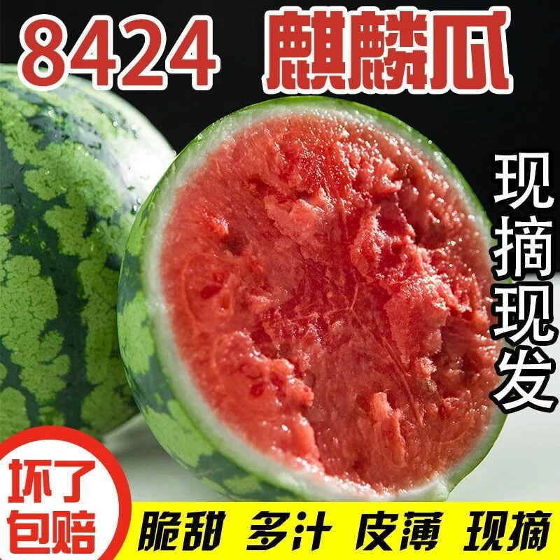 【顺丰包邮】 夏邑新鲜采摘精品麒麟西瓜美都农家种植采摘皮薄多汁