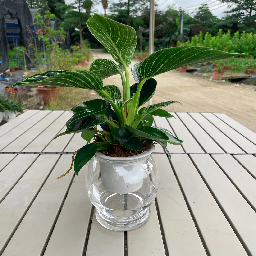 办公室绿植大叶铂金钻盆栽室内净化空气水培植物懒人好养绿植