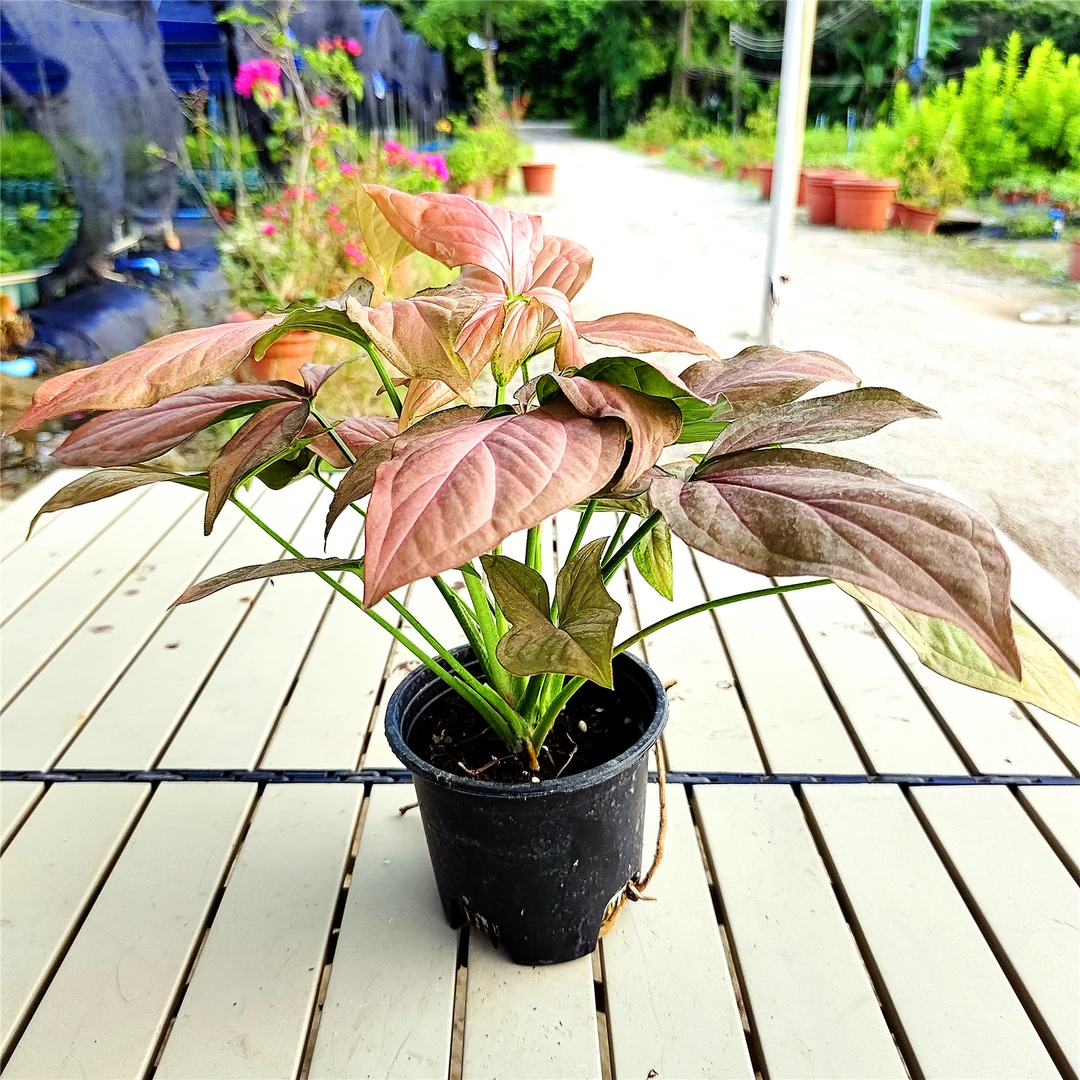 兔耳朵合果芋室内阳台盆栽植物网红北欧爬藤垂吊粗生好养超划算