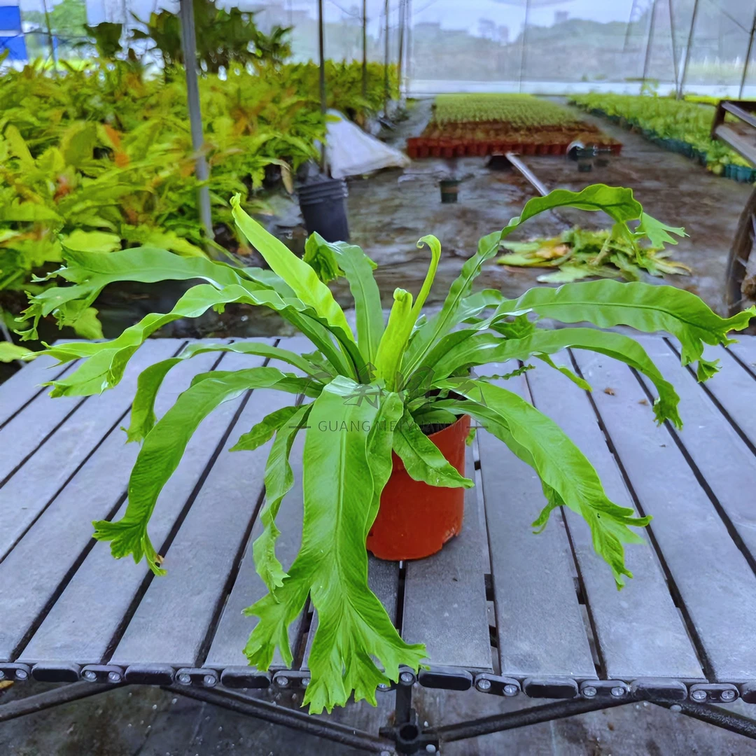 稀有鹿角鸟巢蕨办公室内喜阴绿植盆栽防辐射净化空气懒人好养花卉