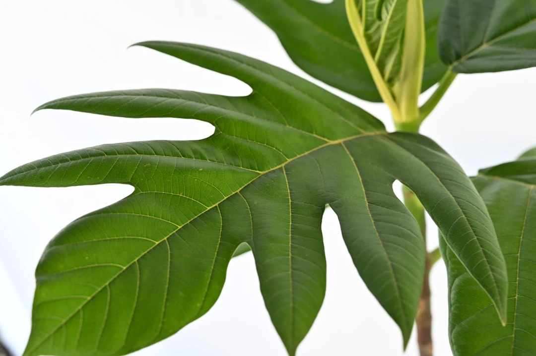 面包树大型绿植客厅阳台户外网红盆栽可结食用面包果好看超划算