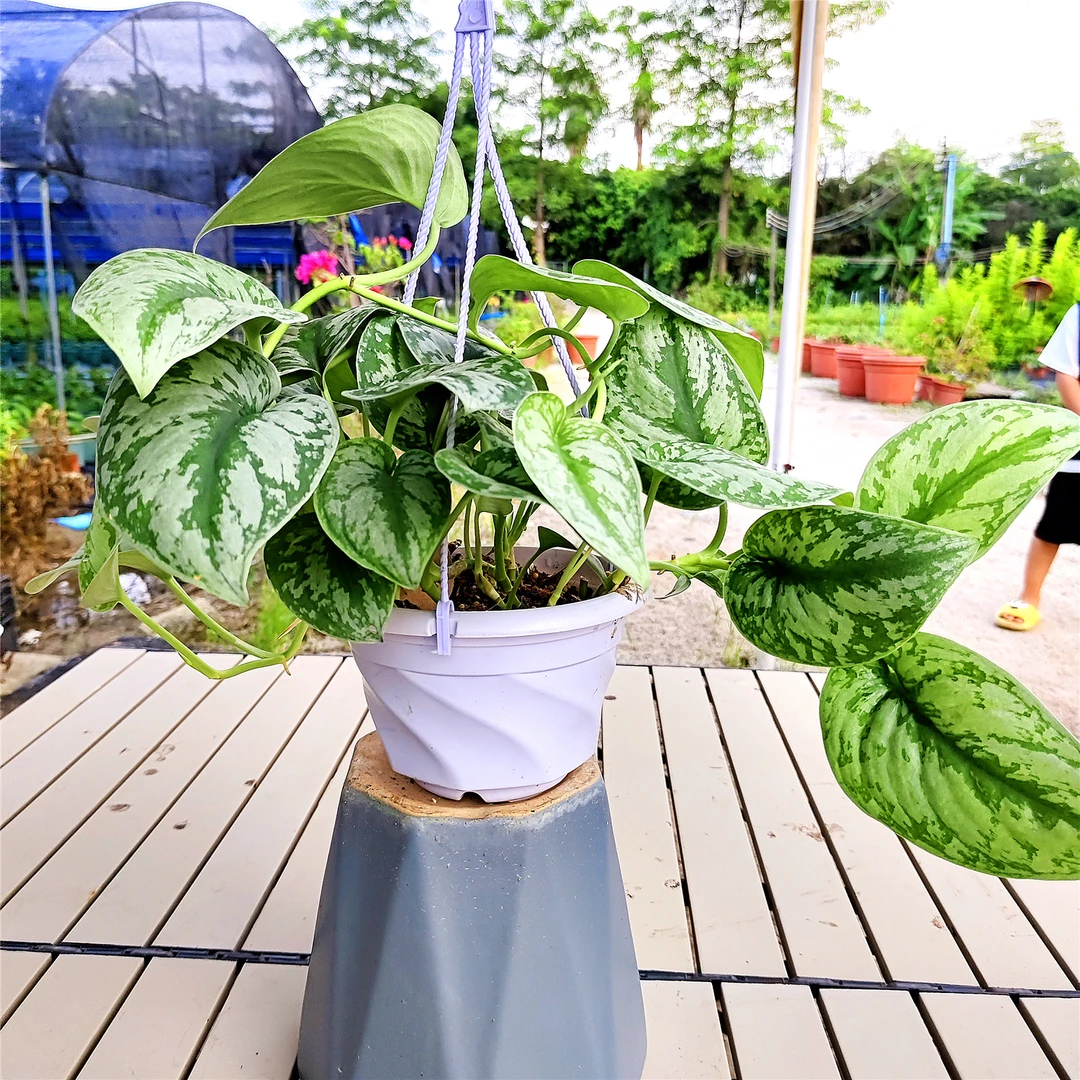大叶银斑葛小叶水培垂吊绿植物长藤花绿萝吸甲醛办公室内桌面盆栽