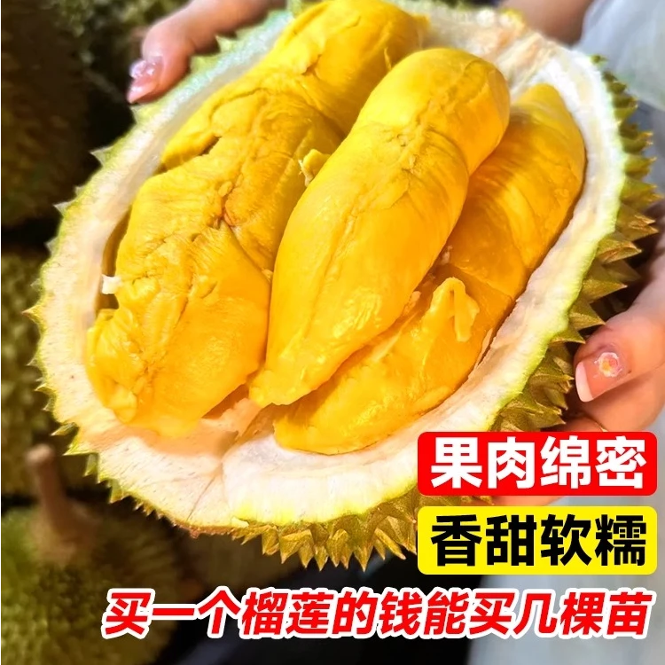 榴莲树果苗南北方种金枕猫山王榴莲云南嫁接苗庭院耐寒水果树果苗