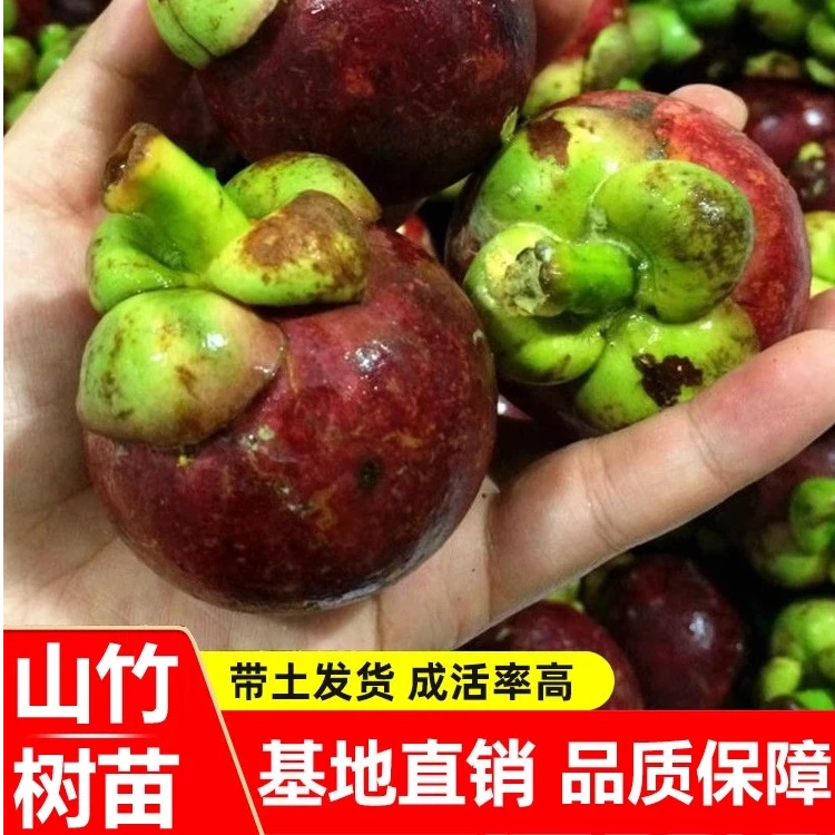 泰国无籽山竹果树苗山竹树苗南方北方种植四季盆栽地栽