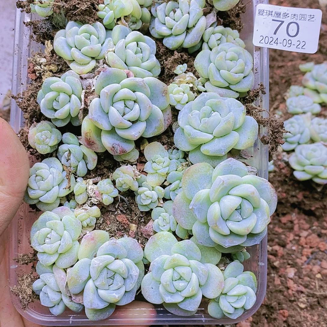 多肉植物多肉植物70