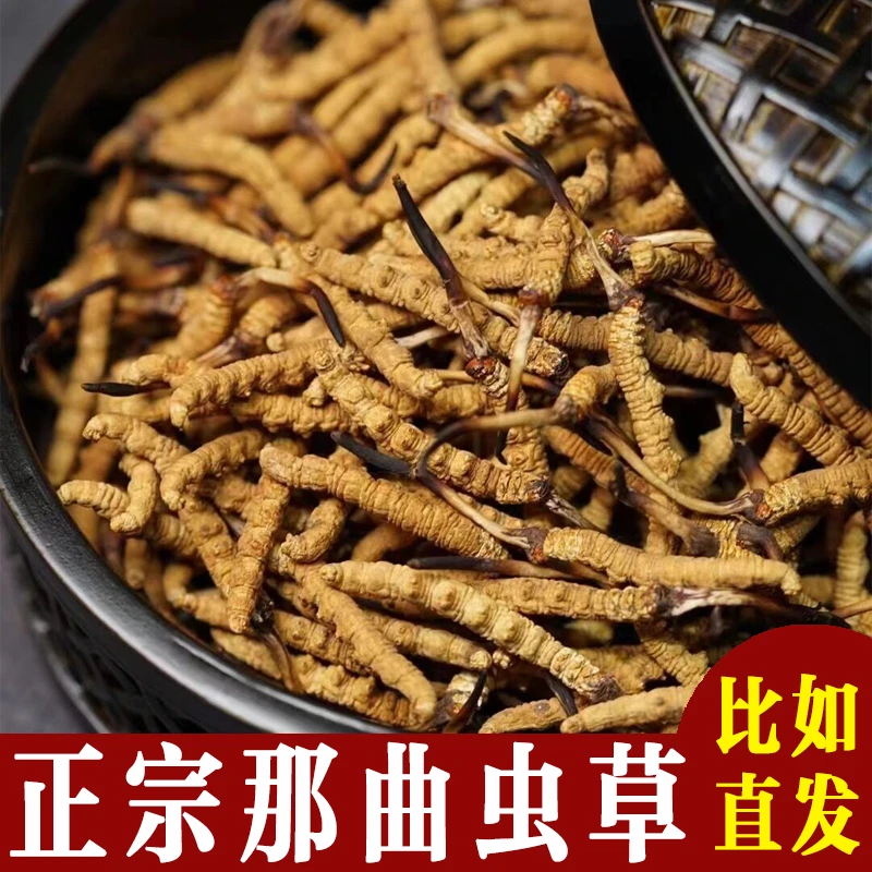 西藏那曲天然野生冬虫夏草0.5g/根精选2025头期虫草滋补 比如直发