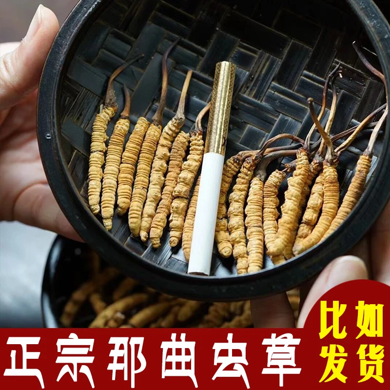 西藏那曲天然野生冬虫夏草0.2g/根精选2025头期虫草滋补 比如直发