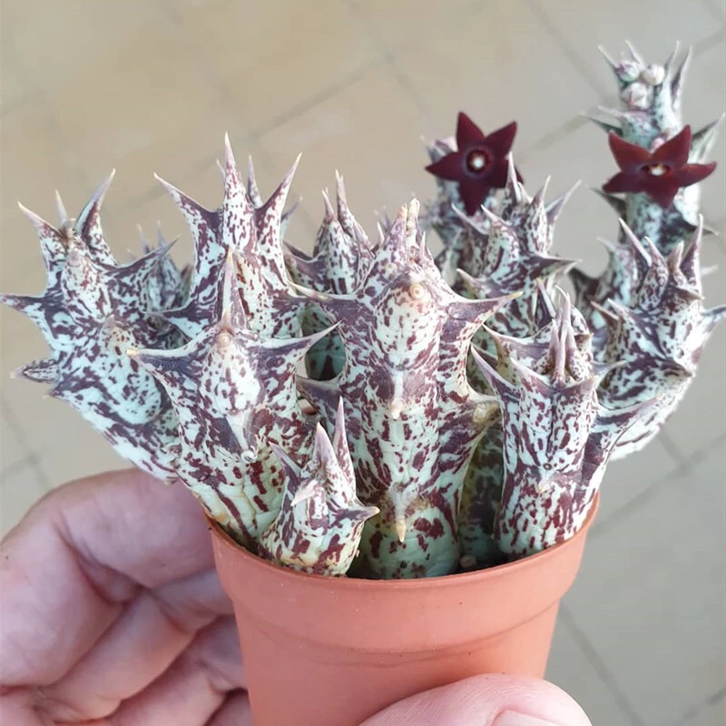紫龙角多肉植物趣味奇特罗摩科开花大戟科办公室桌面防辐射小盆栽