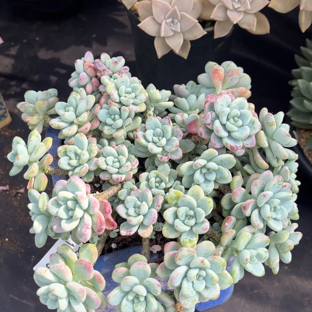 1019夏悦多肉劳尔36