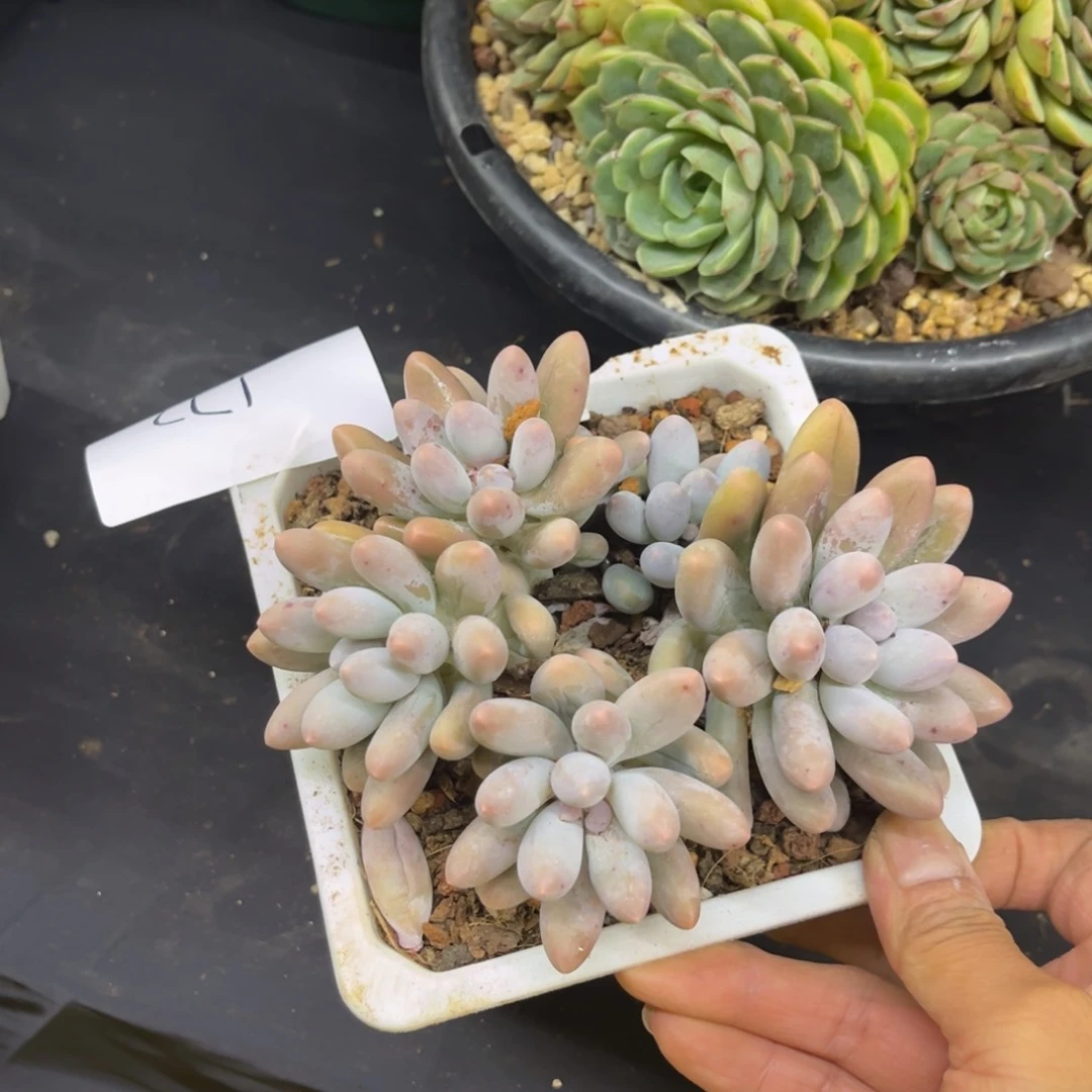 1022夏悦多肉汤圆172