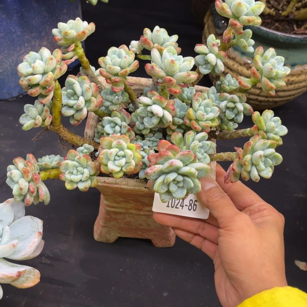 1024夏悦多肉劳尔86