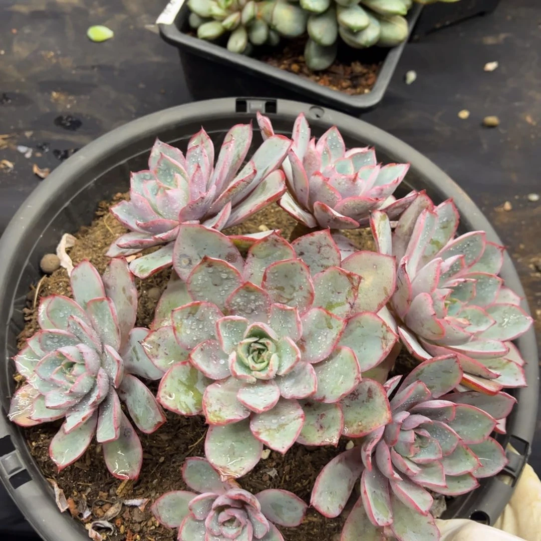 1015夏悦多肉赫拉185